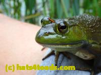 /home//u458753944/public_html/sourcegallery//Frogs/More bullfrogs/P9060118.JPG